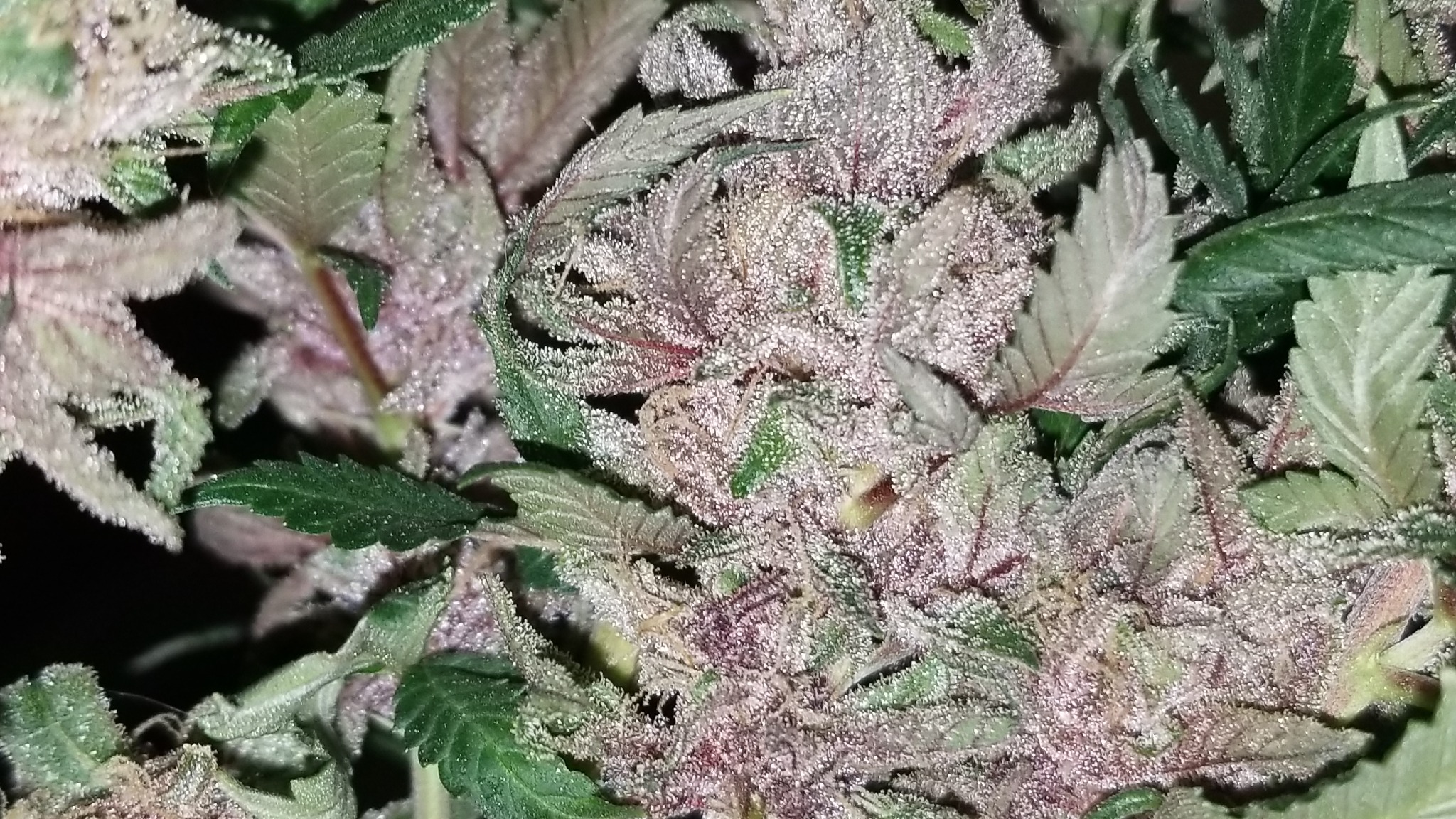 Purple cannabis flowers growing on a plant